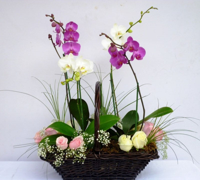 4 plantas de orquideas con rosas y finos follajes